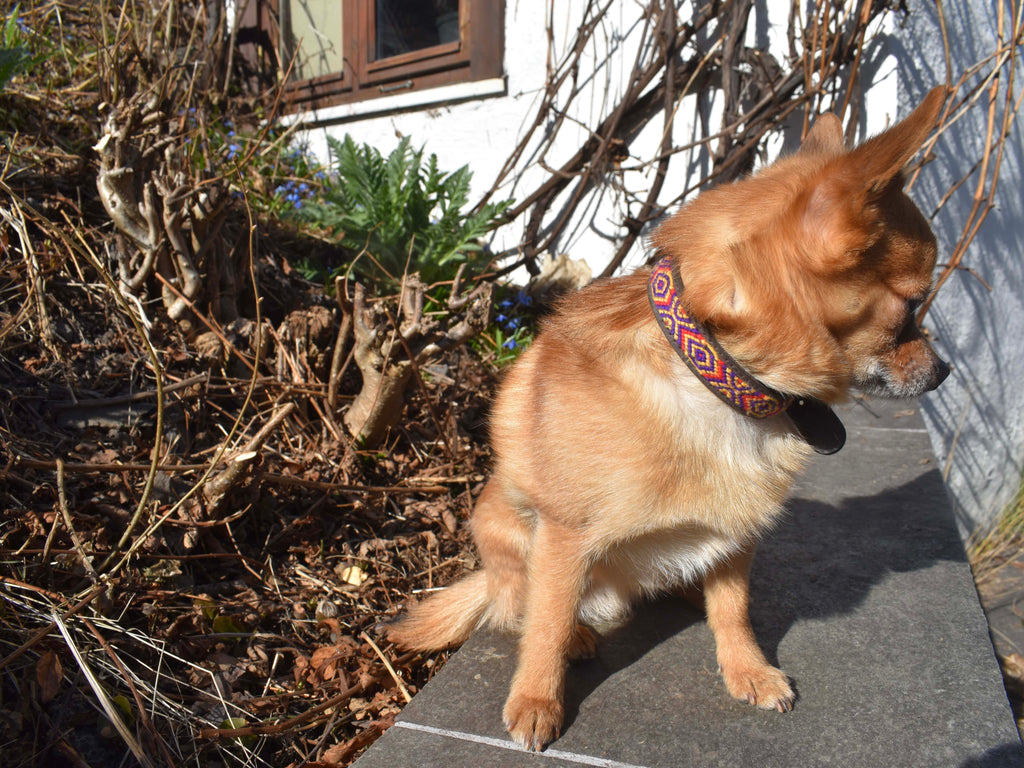 Hundehalsbånd Hundehalsbånd