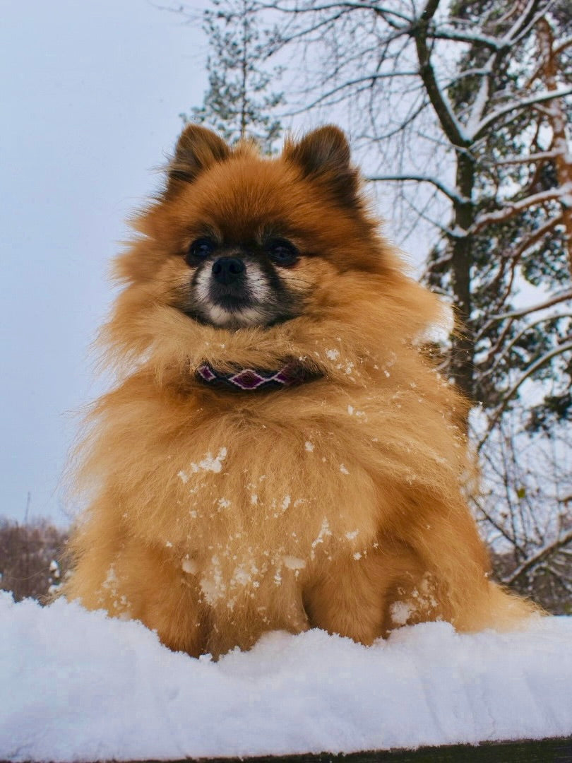 Hundehalsbånd