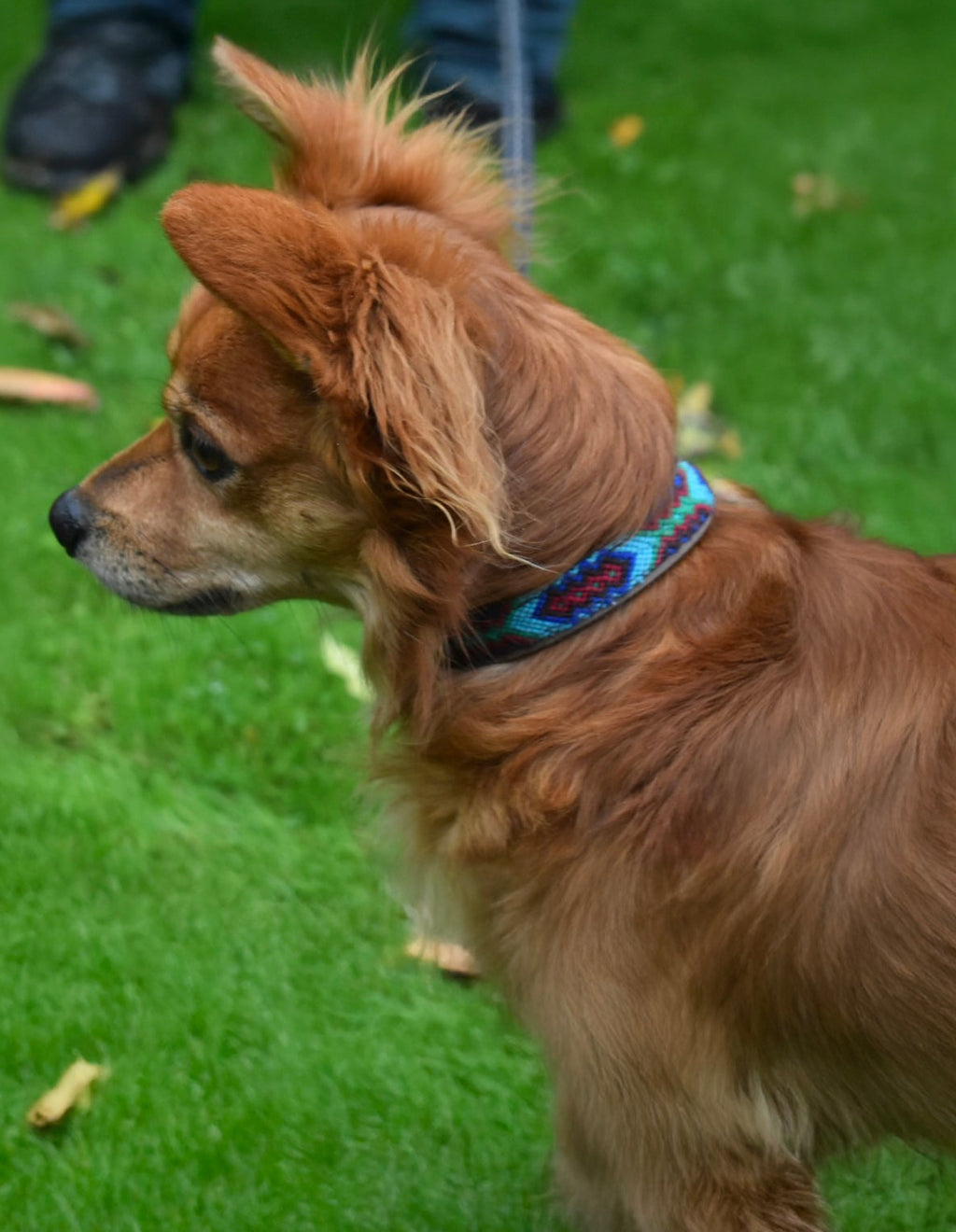 Hundehalsbånd