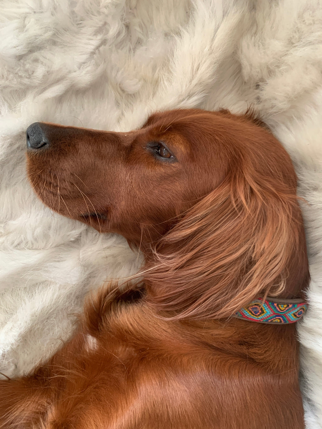 Hundehalsbånd