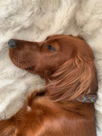 Hundehalsbånd