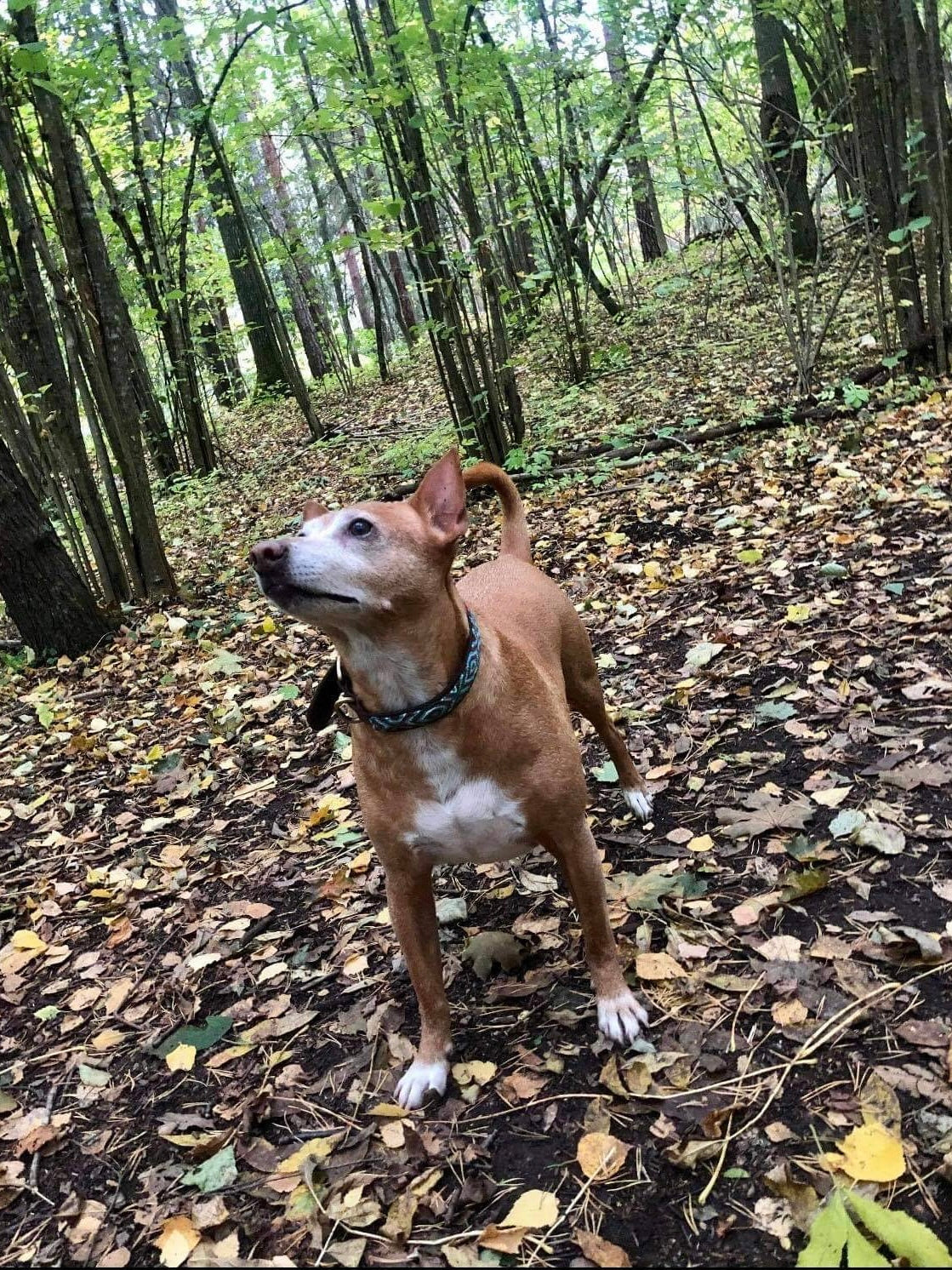 Hundehalsbånd