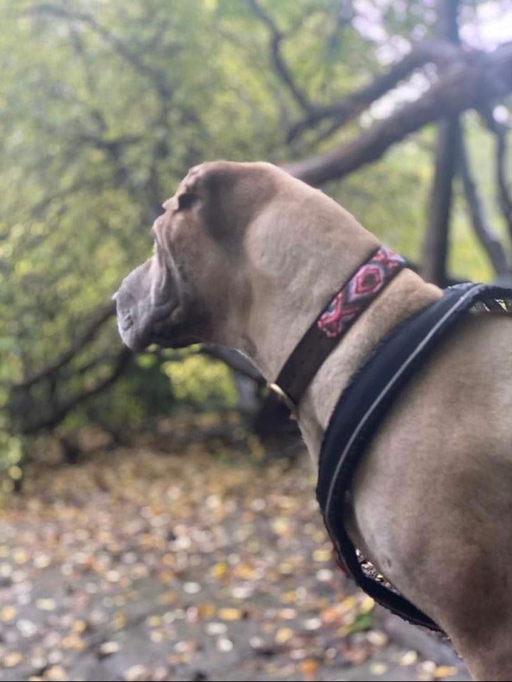 Hundehalsbånd